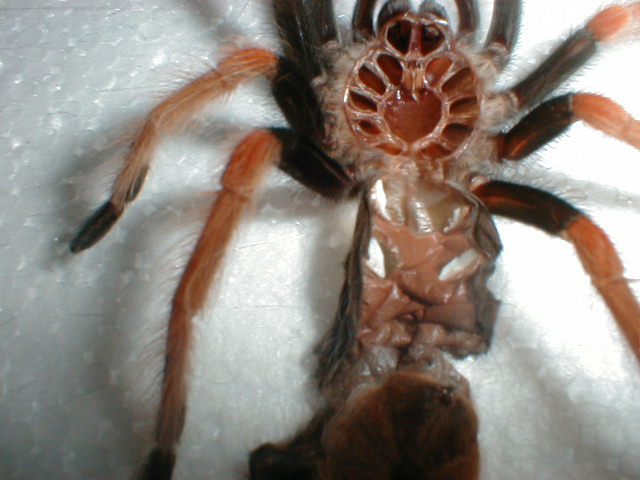 Brachypelma boehmei