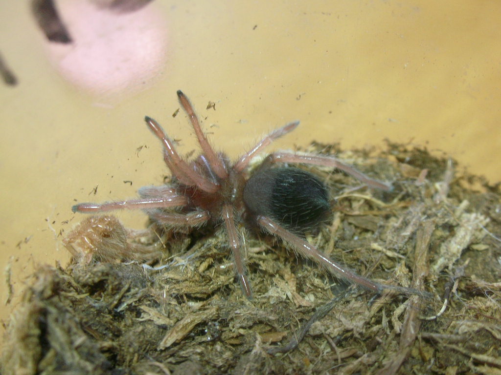 Brachypelma boehmei