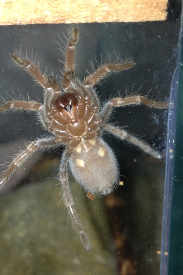 Brachypelma boehmei