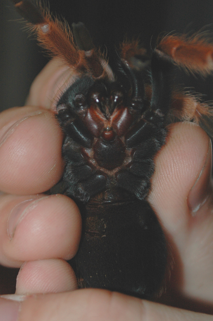 Brachypelma boehmei