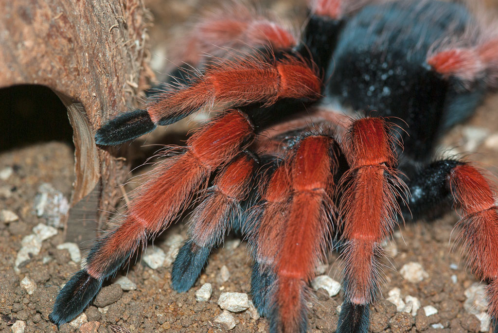 Brachypelma boehmei,