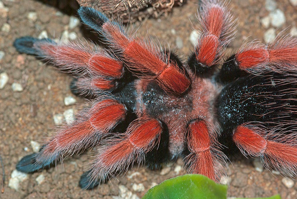 Brachypelma boehmei,