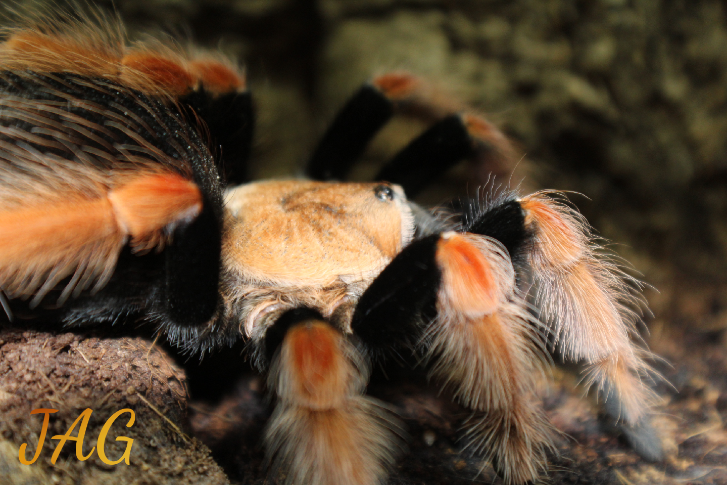 Brachypelma  Boehmei