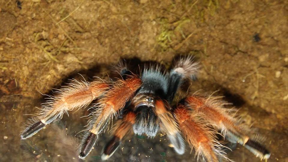 Brachypelma boehmei