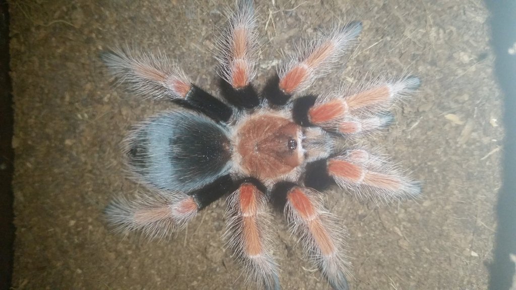 Brachypelma boehmei