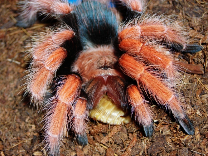 Brachypelma Boehmei