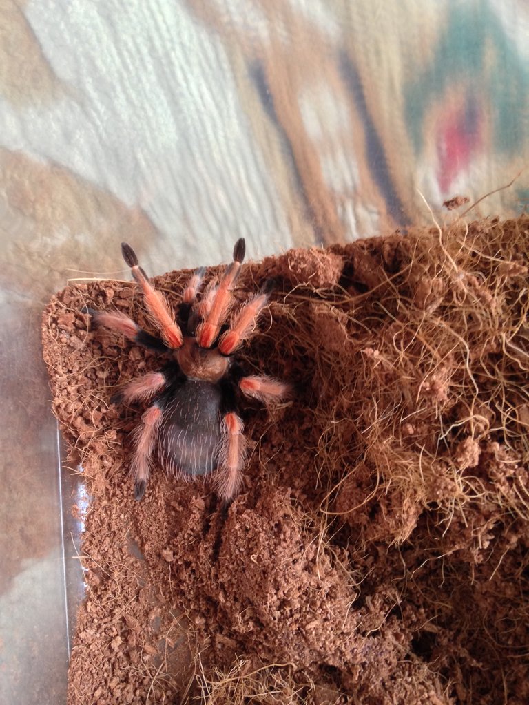 Brachypelma Boehmei