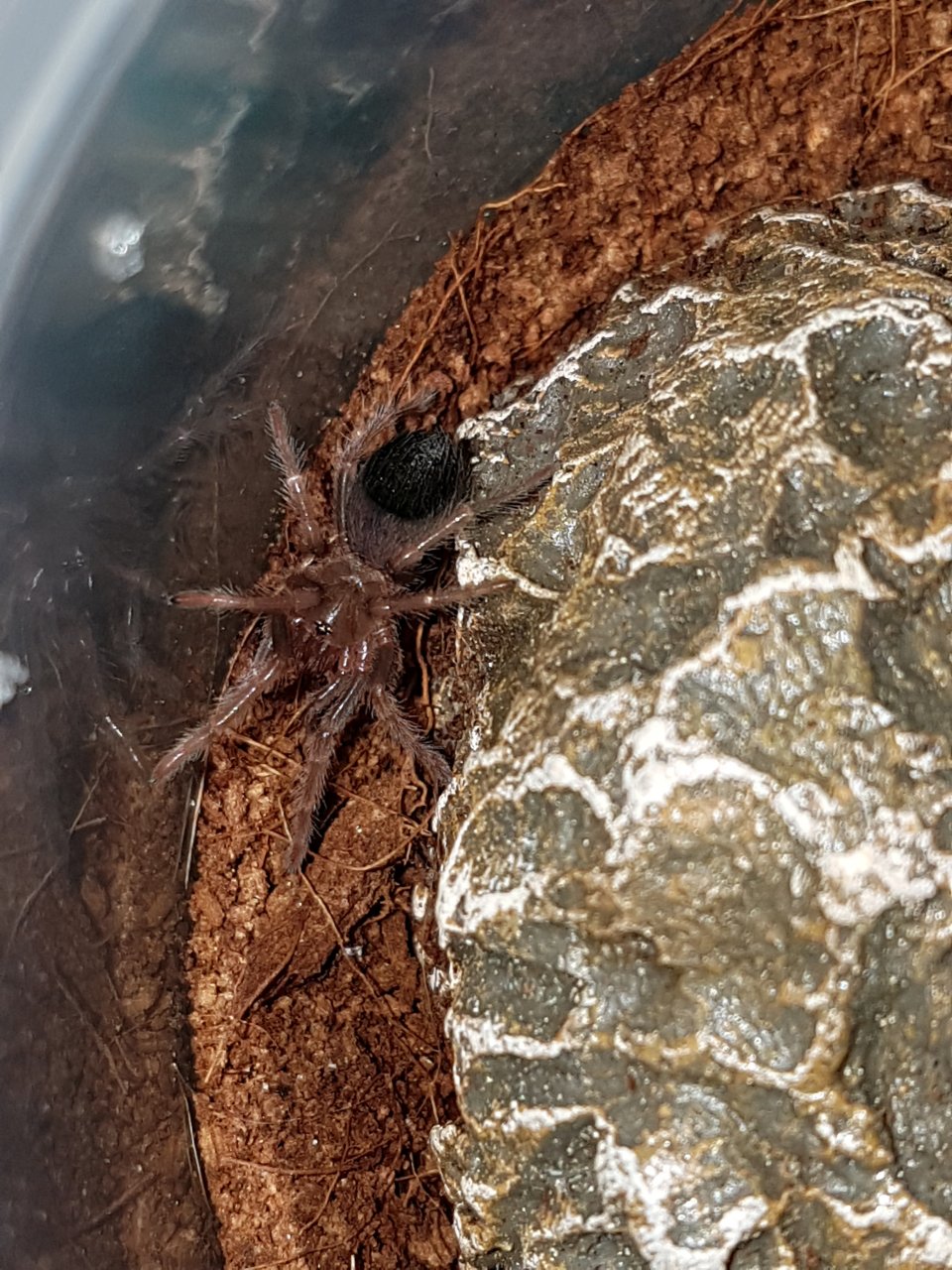 Brachypelma boehmei