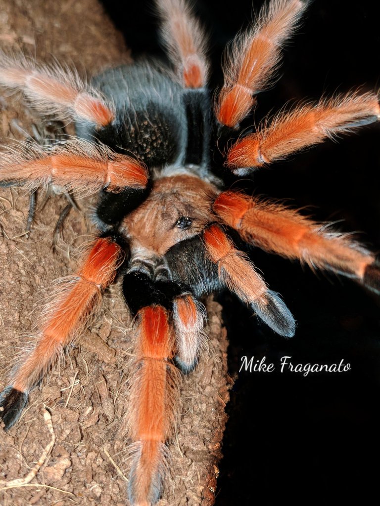 Brachypelma boehmei