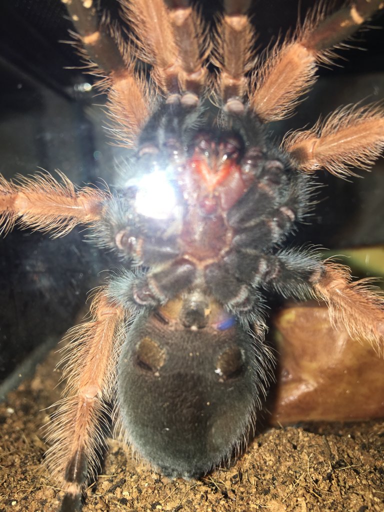 Brachypelma boehmei