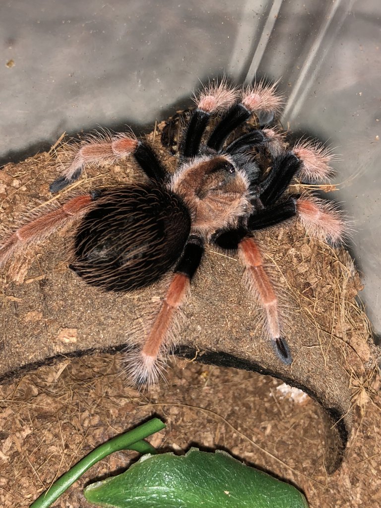 Brachypelma Boehmei