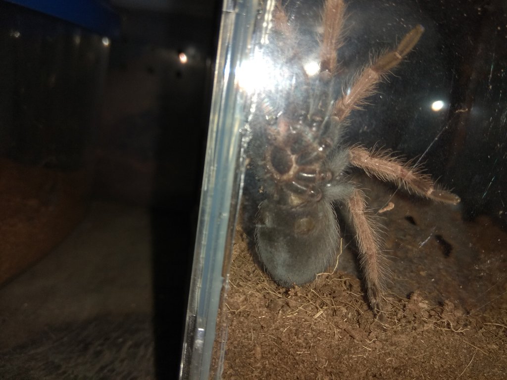 Brachypelma boehmei