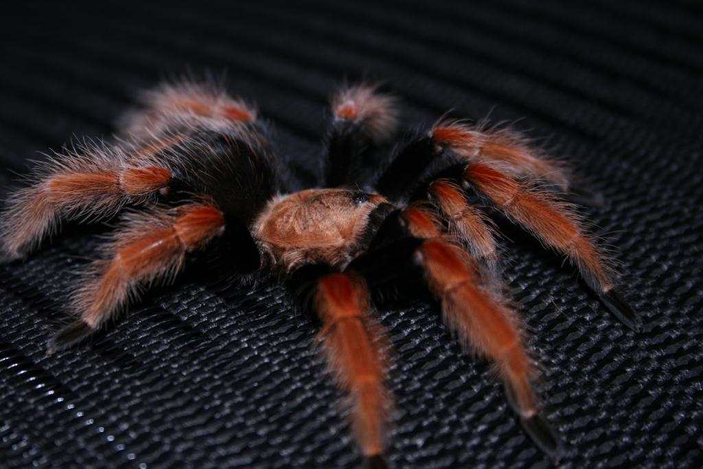 Brachypelma boehmei