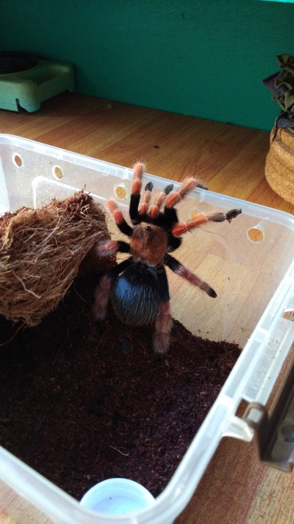 Brachypelma boehmei