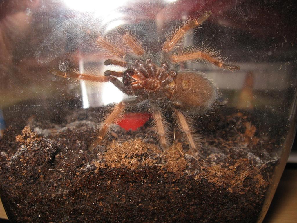 Brachypelma boehmei