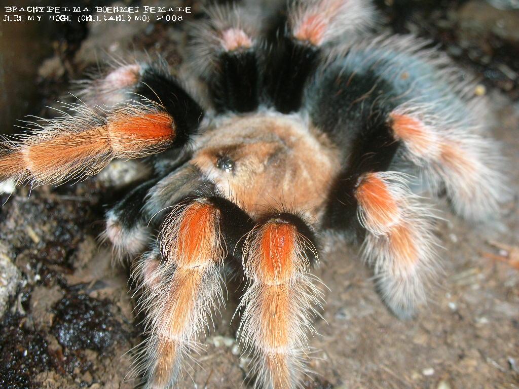 Brachypelma boehmei