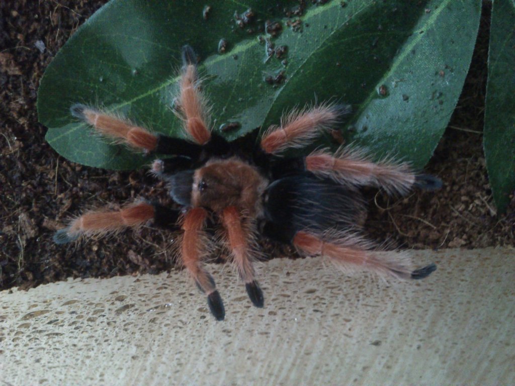 Brachypelma boehmei