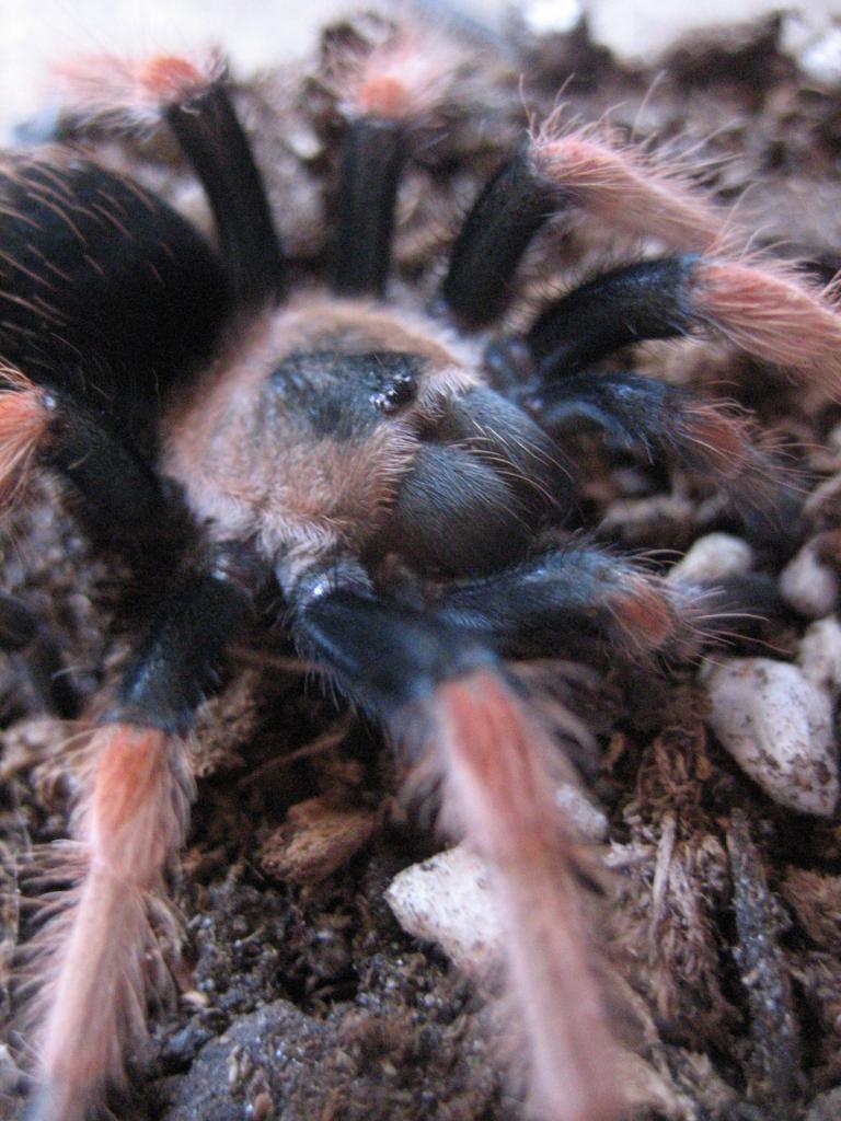 Brachypelma boehmei