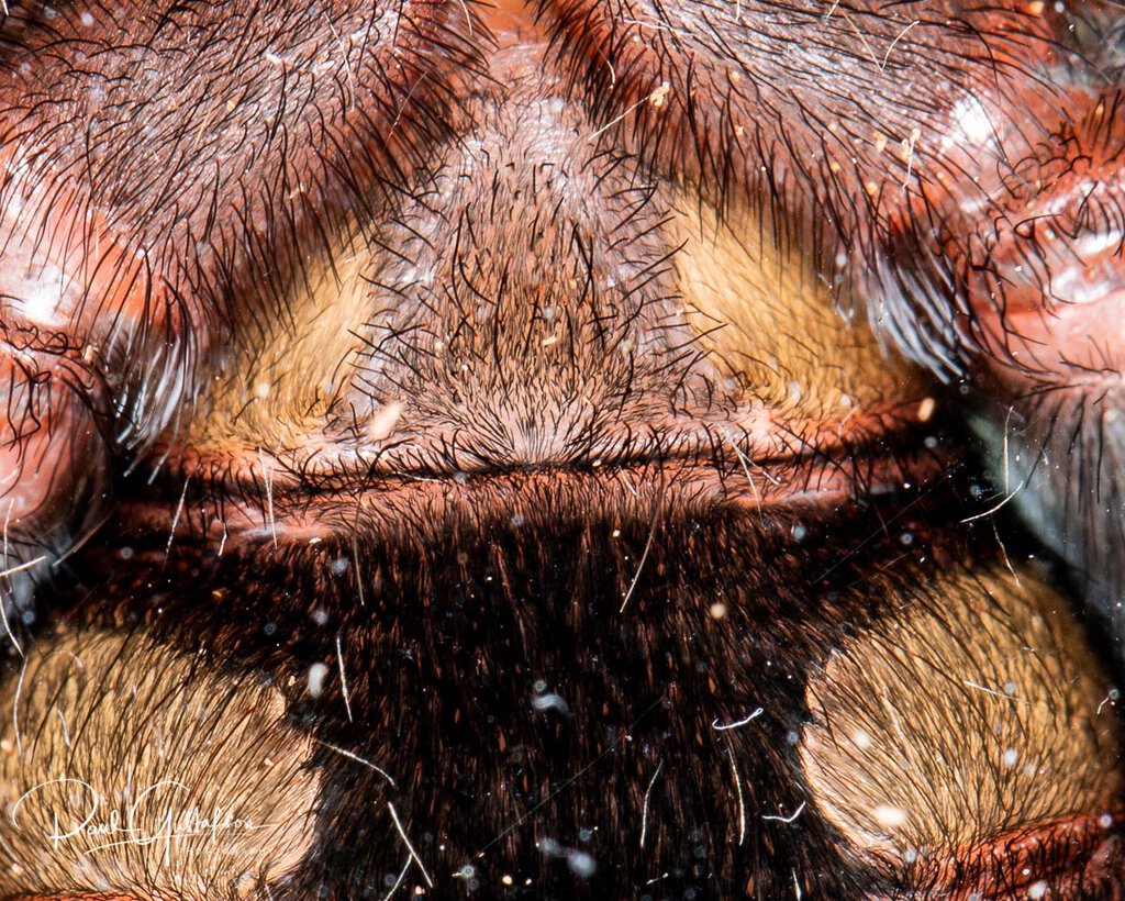 Brachypelma boehmei