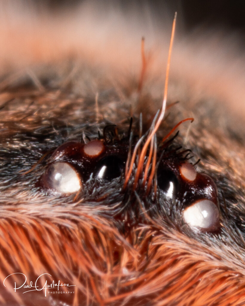 Brachypelma boehmei