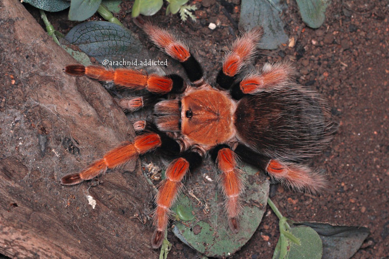 Brachypelma boehmei.