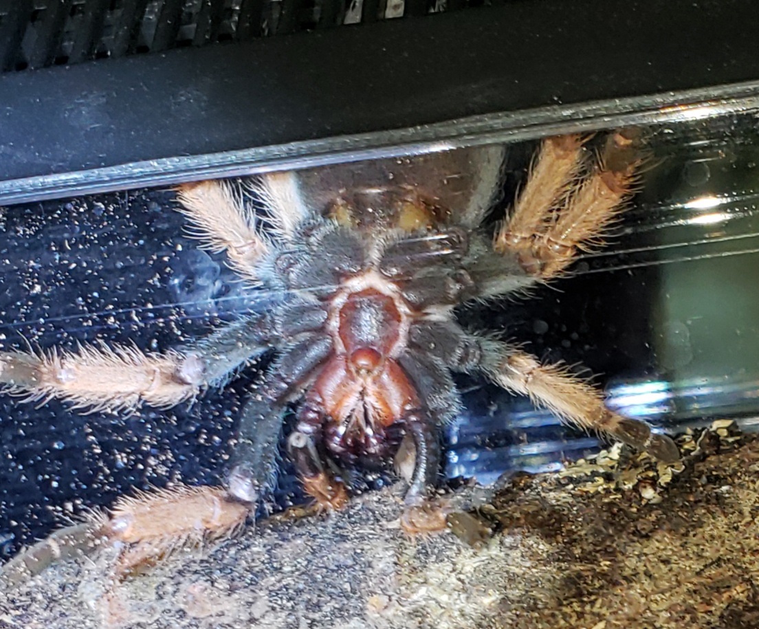 Brachypelma boehmei