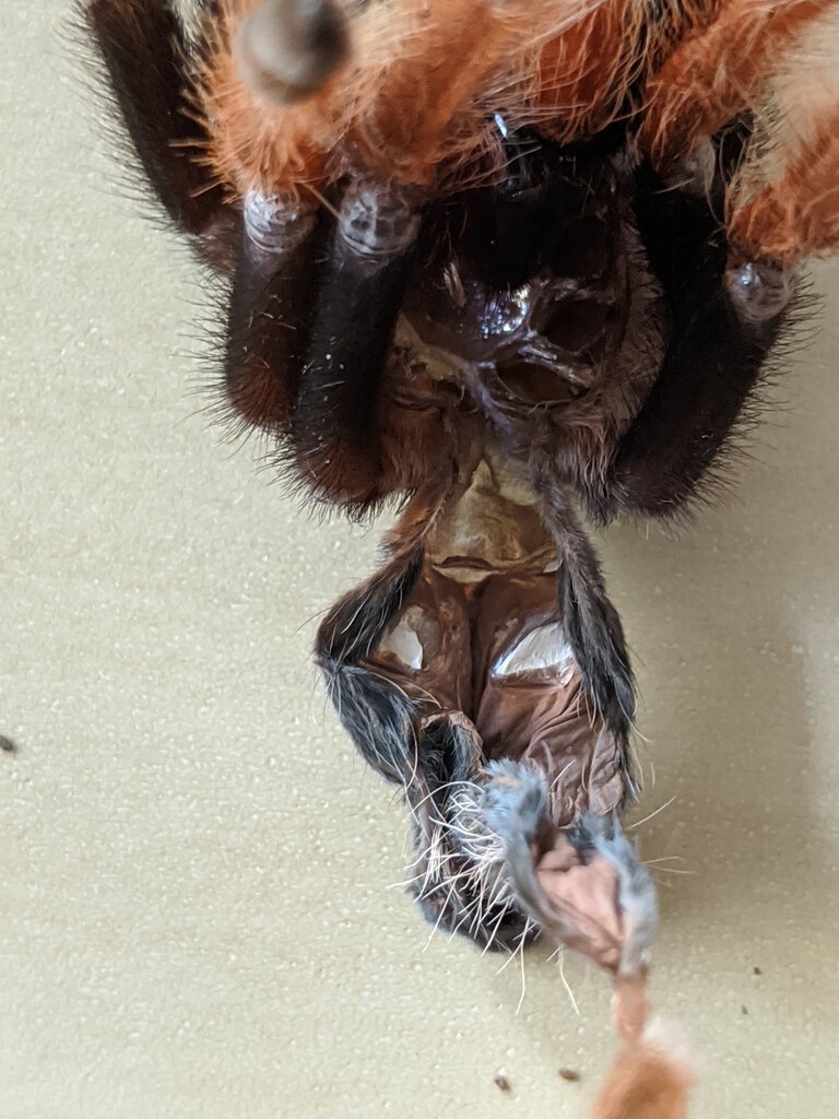 Brachypelma boehmei