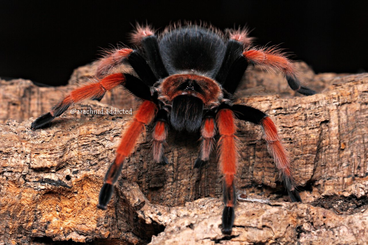 Brachypelma boehmei.