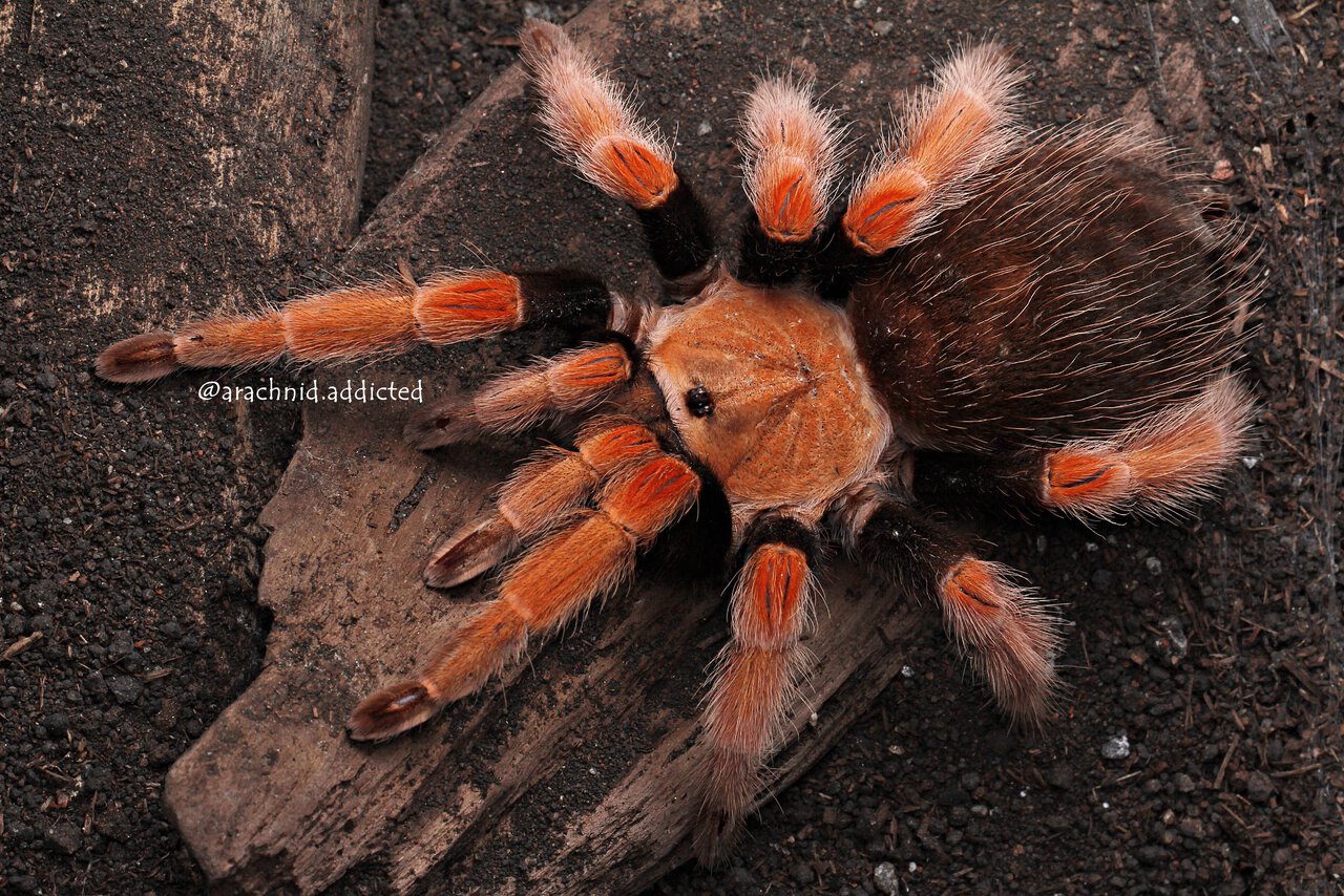 Brachypelma boehmei.