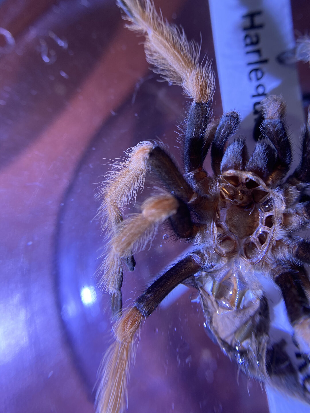 Brachypelma boehmei