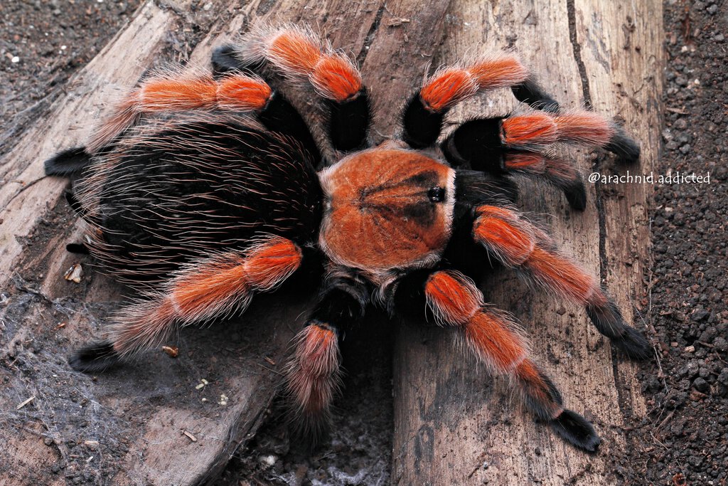 Brachypelma boehmei.