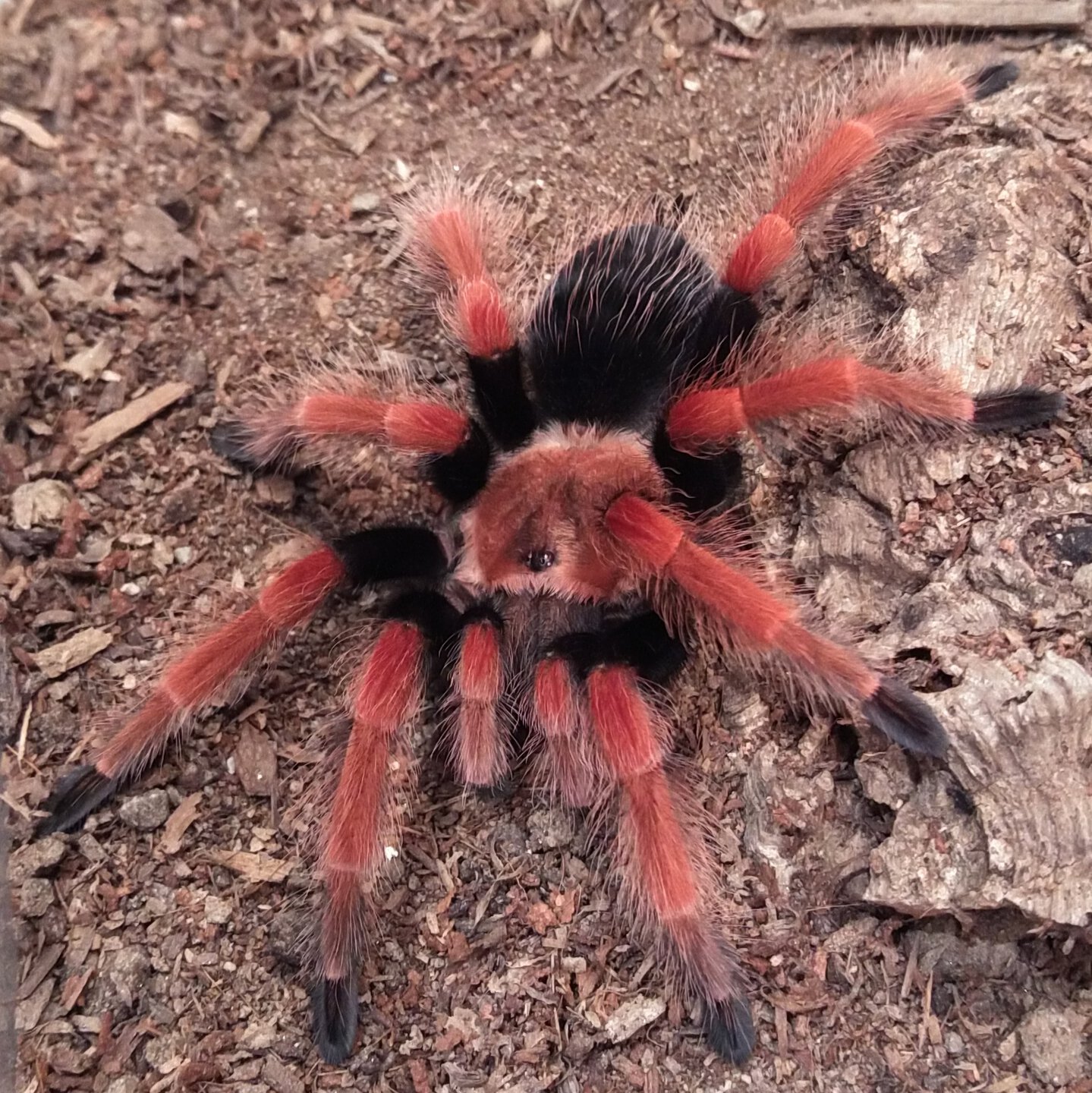 Brachypelma boehmei