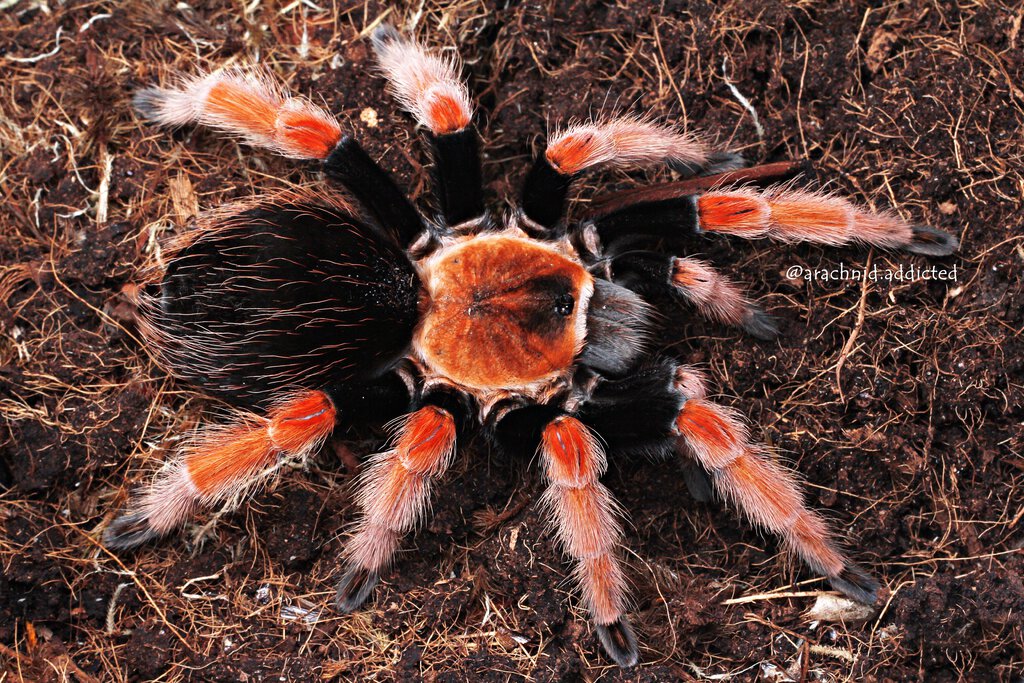 Brachypelma boehmei.