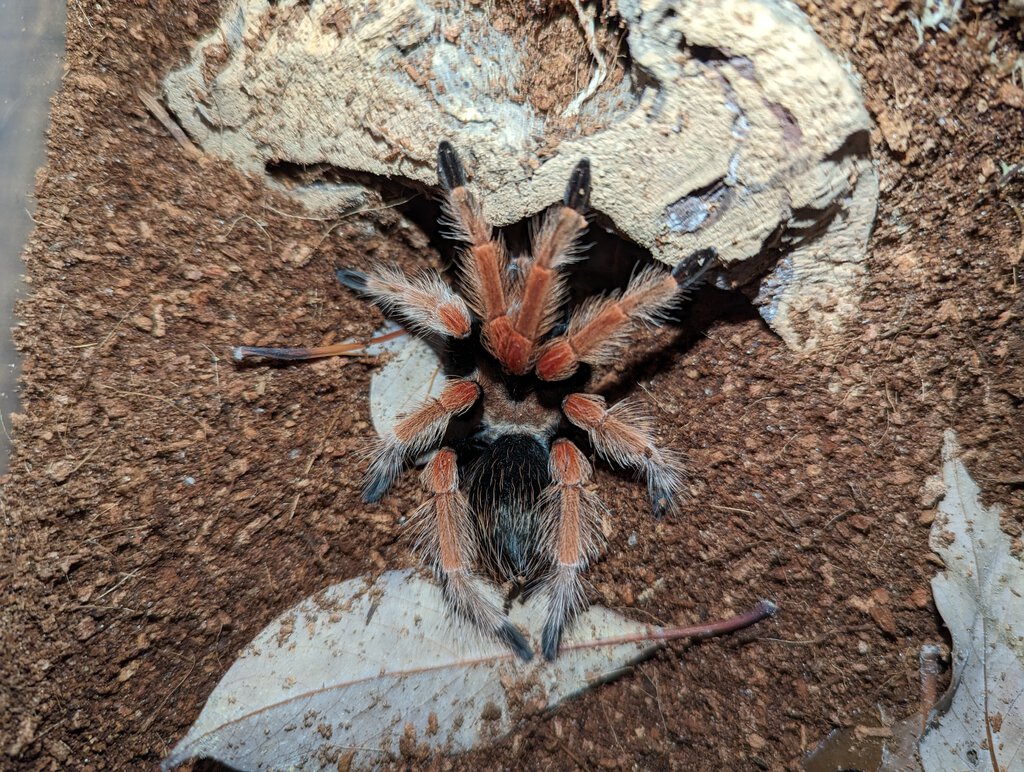 Brachypelma boehmei