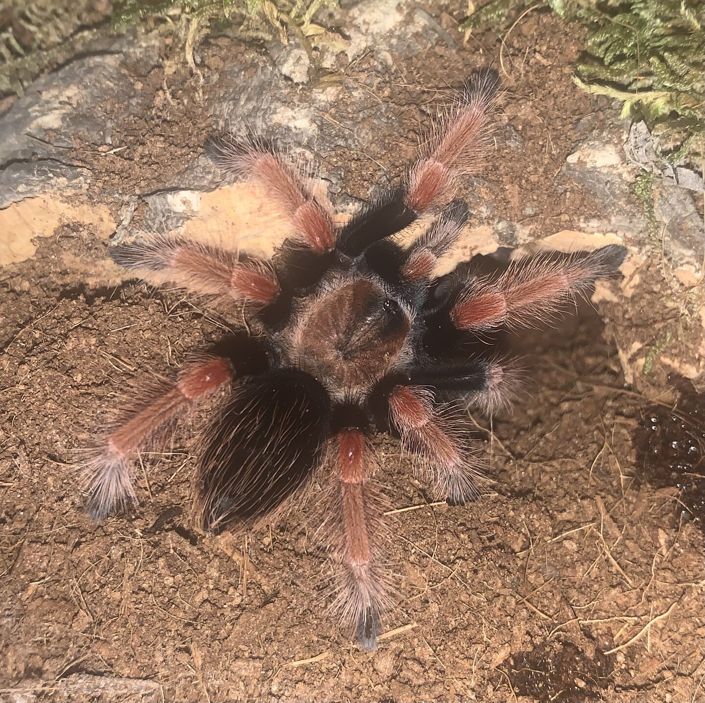 Brachypelma boehmei