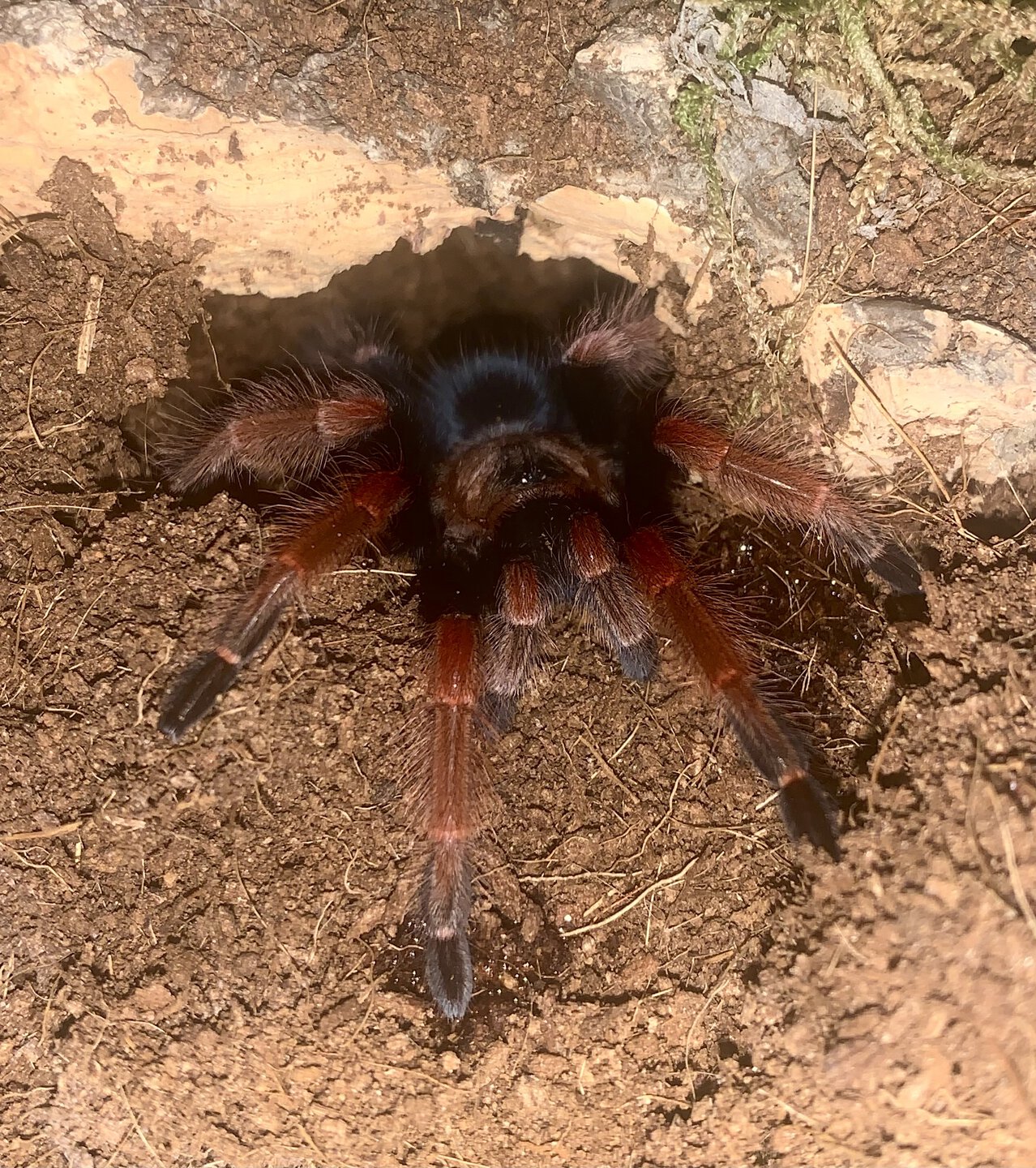 Brachypelma boehmei