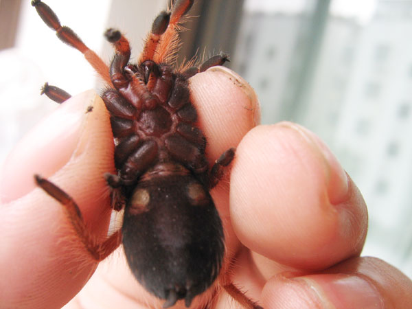 Brachypelma boehmei1