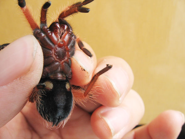 Brachypelma boehmei2