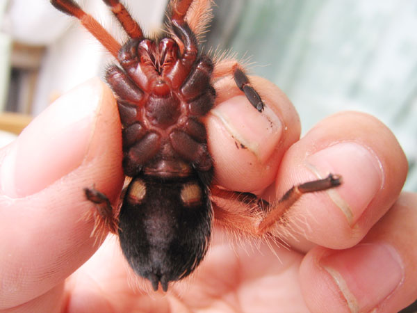 Brachypelma boehmei2