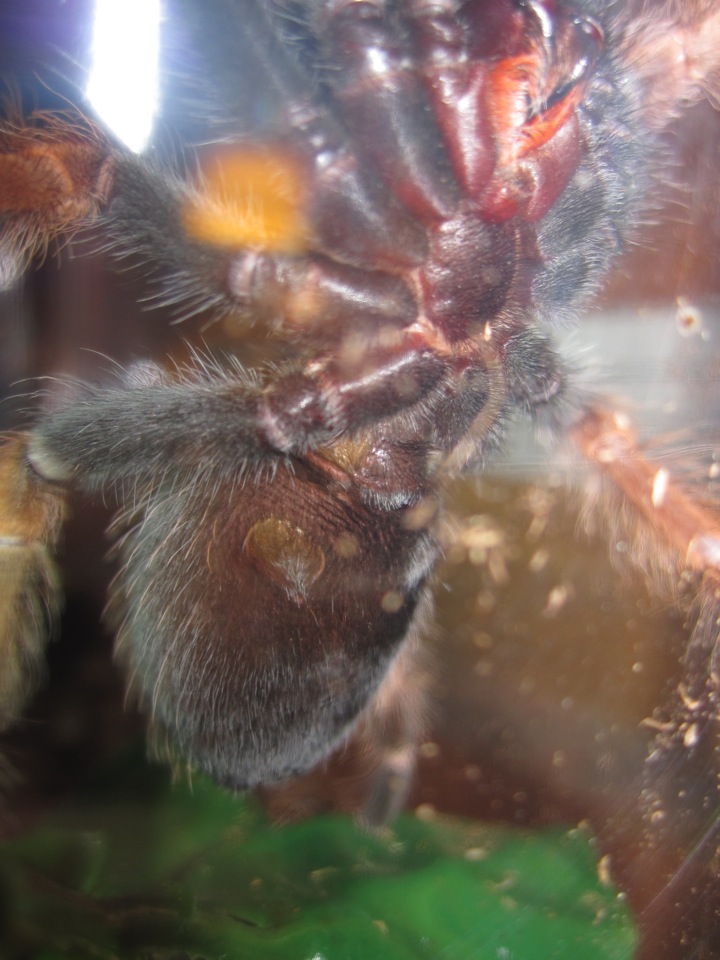 Brachypelma boehmi, side view