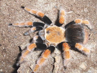 brachypelma boehmi