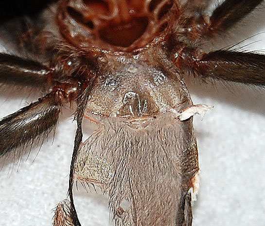 Brachypelma Boehmi