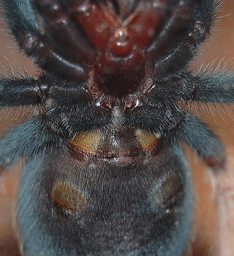 Brachypelma Boehmi