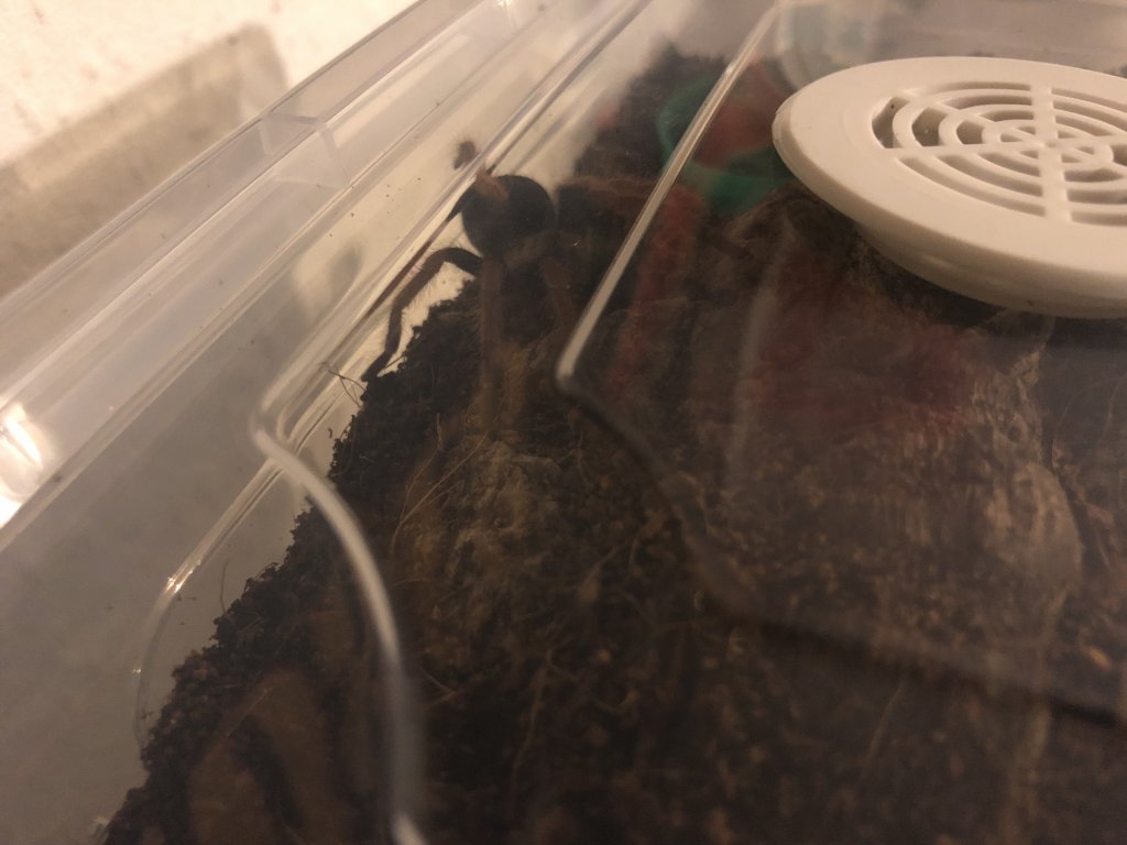 Brachypelma Bohemi