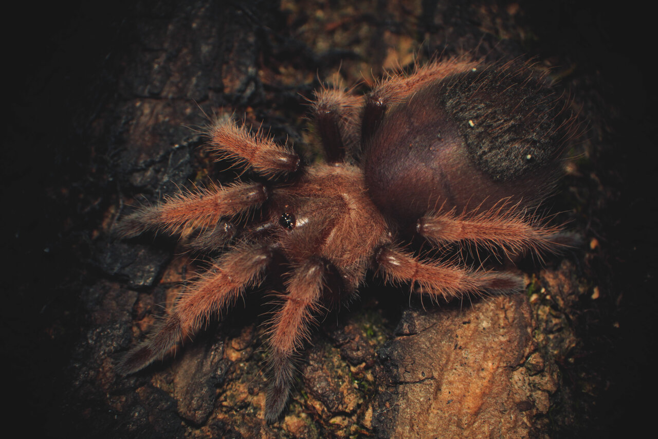 Brachypelma emilia - 1.5-1.75 inch "Trooper" shot #2