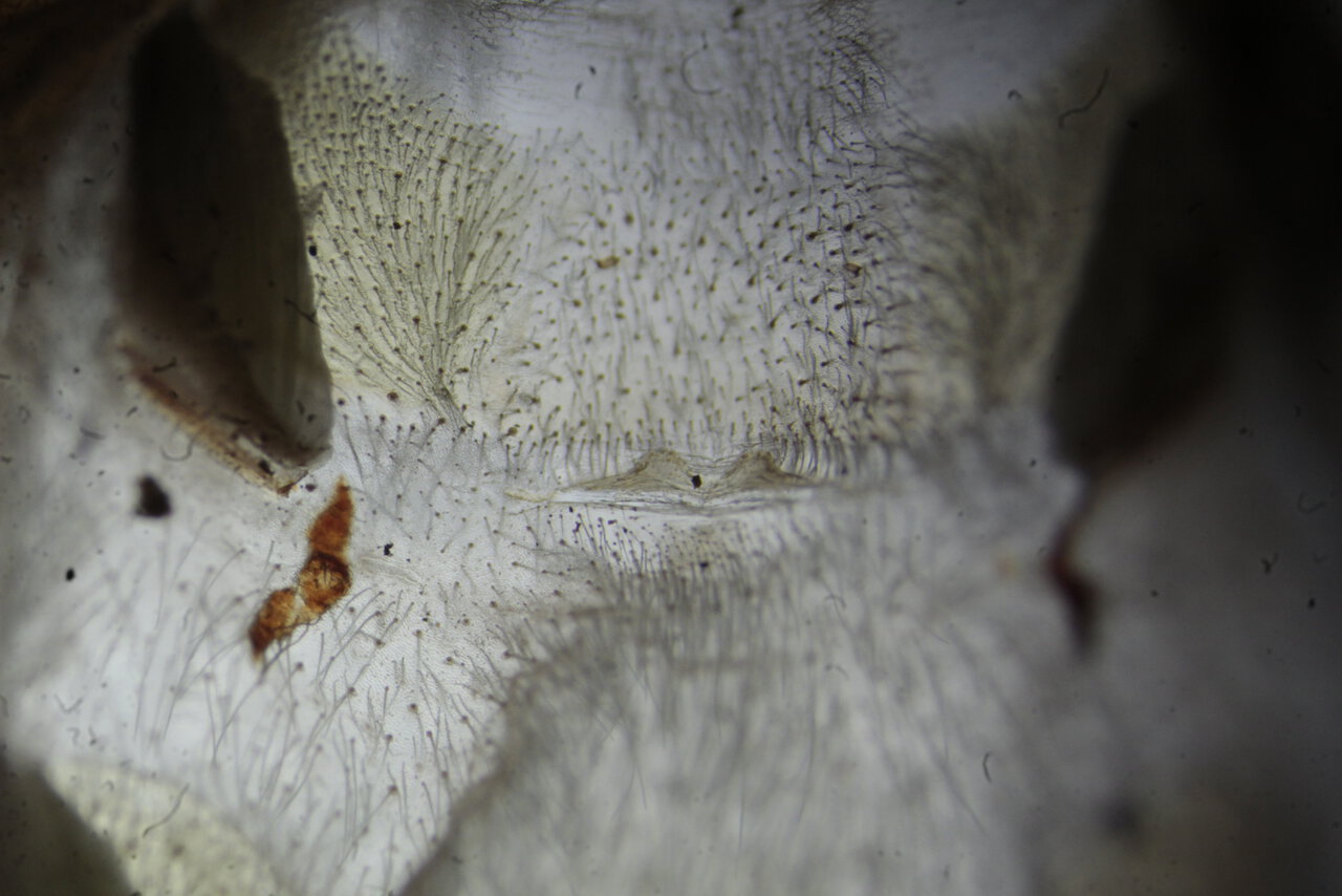 Brachypelma emilia - 1.75 inch female,spermatheca reference