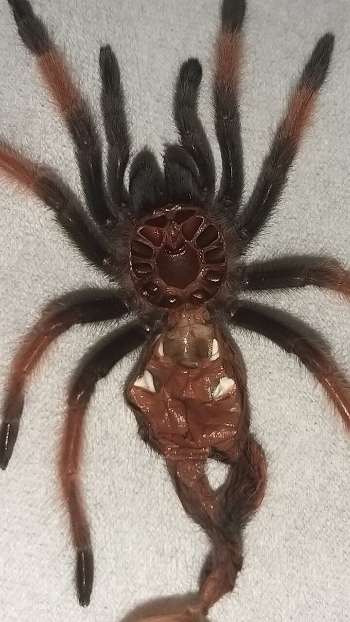 Brachypelma Emilia 5cm