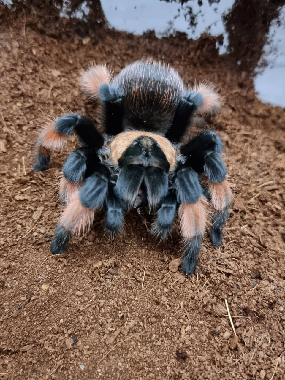 Brachypelma emilia (AF)