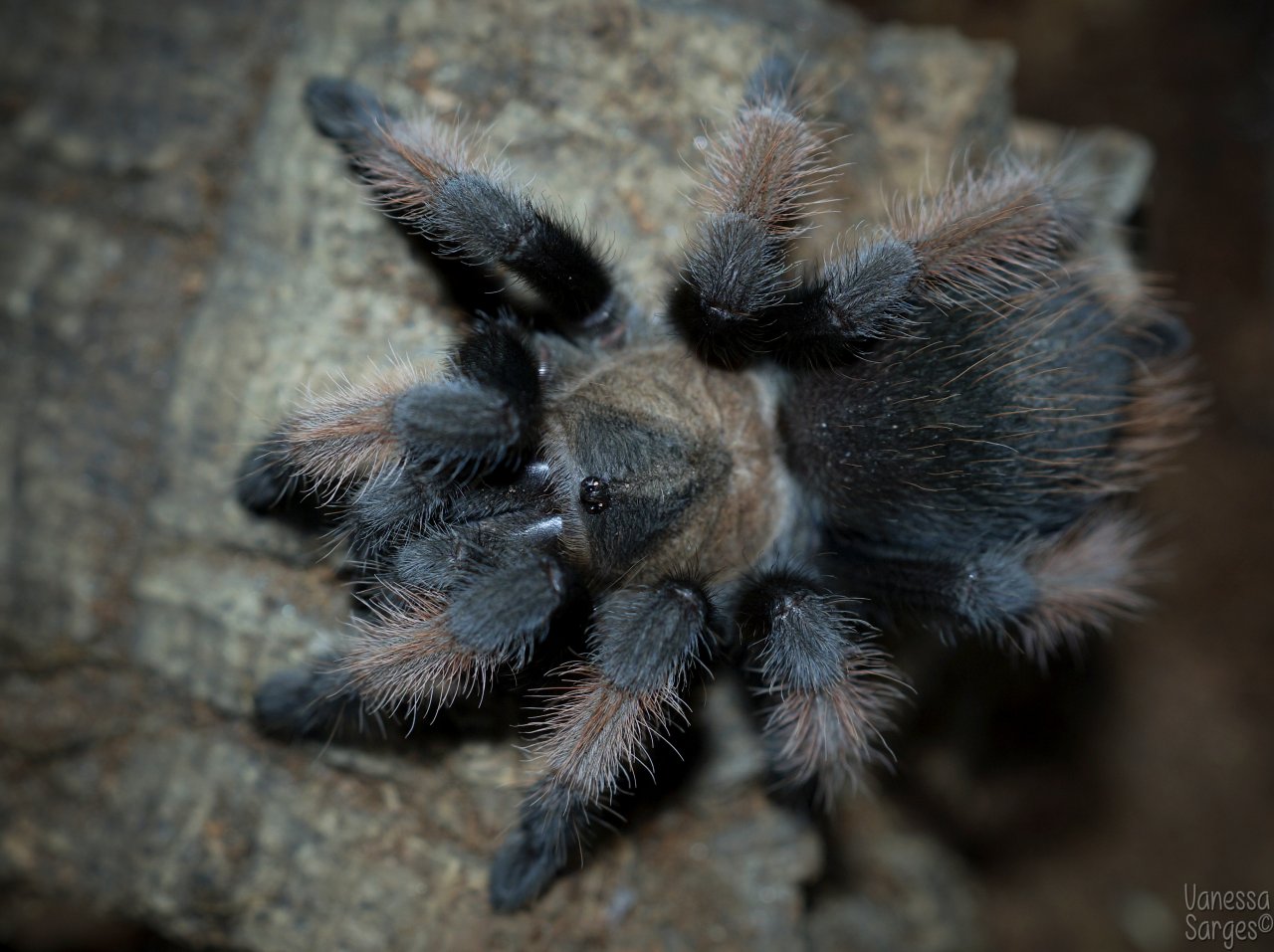 Brachypelma emilia Juvenile Female