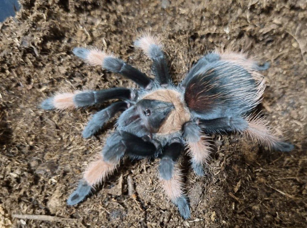 Brachypelma emilia juvenile female